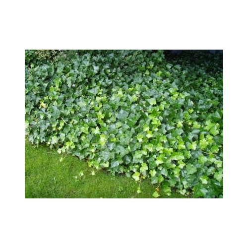 Fidan Burada Duvar Sarmaşığı (Hedera Helix) +100 Cm Fiyatı