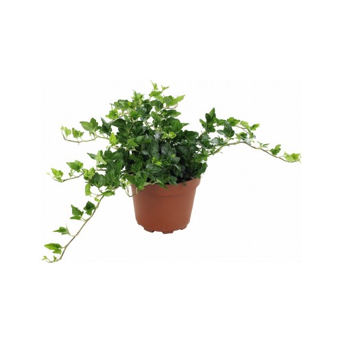 Plantistabul Askılı Hedera Helix Duvar Sarmaşığı, Saksıda Fiyatı