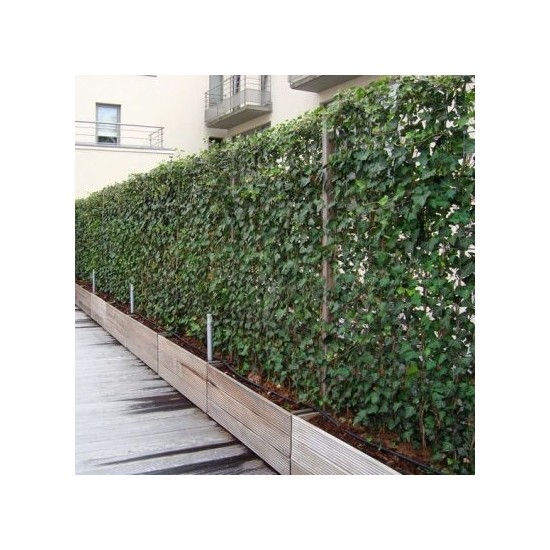 Fidan Burada Duvar Sarmaşığı (Hedera Helix) +100 Cm Fiyatı