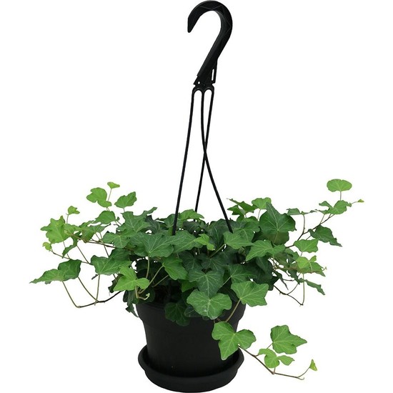 Plantistabul Askılı Hedera Helix Duvar Sarmaşığı, Saksıda Fiyatı
