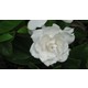 Berceste Peyzaj Gardenya Çiçeği (Gardenia Jasminoides Q13 cm saksı çapında)