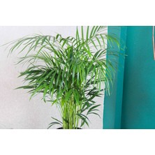Bitki Tasarımı Areka Palmiyesi Bambu Palmiyesi Yeşil Salon Bitkisi Iç Mekan Bitkisi