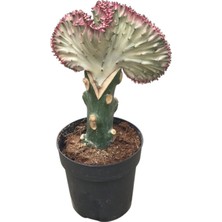 Betonish Euphorbia Lactea 'Cristata' (Kaktüs)