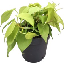 Betonish Philodendron Micans 'lime'