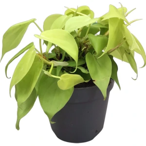 Philodendron Micans 'lime'