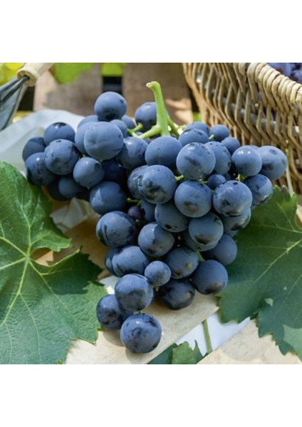 Asma Üzüm Fidanı Alphonse Lavallee, 8-10 Yaş, +120 Cm, Saksıda