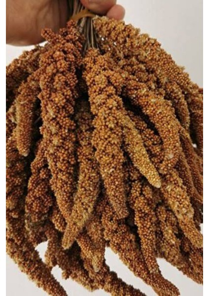 Doğal Kızıl Dal Darı 250 gr