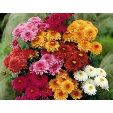 Olimpos Tarım 2 Adet Kasımpatı Fidanı Saksıda 30CM Pembe