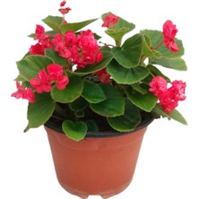 Bitki Marketi Bitkimark Begonia (Begonya Çiçeği) Fuşya