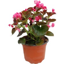 Bitki Marketi Bitkimark Begonia (Begonya Çiçeği) Pembe