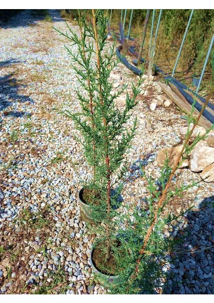 Akdeniz Servisi 10 Adet - Çit Bitkisi 1 Metre