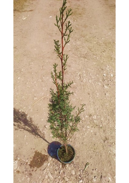 Mezarlık Çamı 5 Adet - Kabir Ağacı 1 Metre