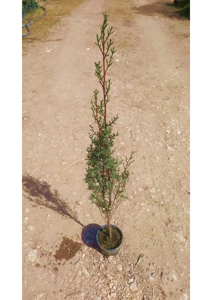Mezarlık Çamı 5 Adet - Kabir Ağacı 1 Metre