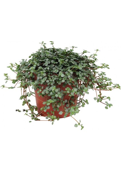 Pilea Glauca 3 Adet - Dostluk Çiçeği