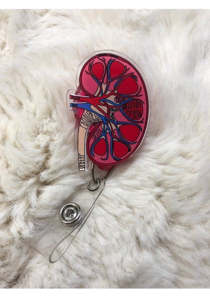 Anatomik Böbrek Yoyo Kartlık