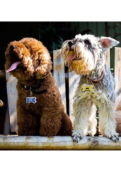 Isimli Çelik Kedi Köpek Künyesi Sarı Işıltı