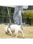 Xiaomi Youpin Pekit Pet Su Şişesi 400 ml Kupası Köpek Kedi Içme Çeşmesi Açık Pet Su Dağıtıcı (Yurt Dışından) 5