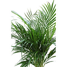 Akdoğa Areka Palmiyesi - Areca Dypsis Lutescens Palm - Kelebek Palmiyesi - Salon Palmiyesi 100-140CM Ithal