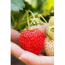 Ucuzluk Diyarı 100 Adet Albion Yediveren Firigo Dikime Hazır Şekilde