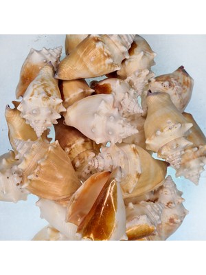 Evinizdeki Okyanus Esintisi Turkuaz Hediyelik Gerçek Deniz Kabuğu 100 gr Paket Strombus Alatus