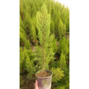Tunç Botanik LİMONİ SERVİ 50-70 cm - LİMON ÇAMI