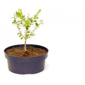 Tunç Botanik Bonsai Buxus Şimşir - Hediyelik 4 Yaşında