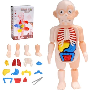 3D Insan Vücudu Modeli Çıkarılabilir Gövde Anatomisi Modeli Organ Montajlı Meşgul Oyuncaklar (Yurt Dışından)