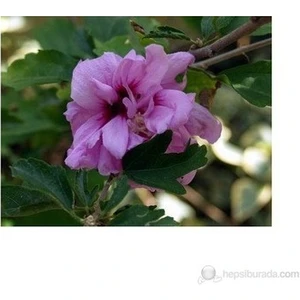 Ucuzluk Diyarı 2 Adet Pempe Renk ( Gül Hatmi ) Fidanı Tüplü 40 50 cm Boy