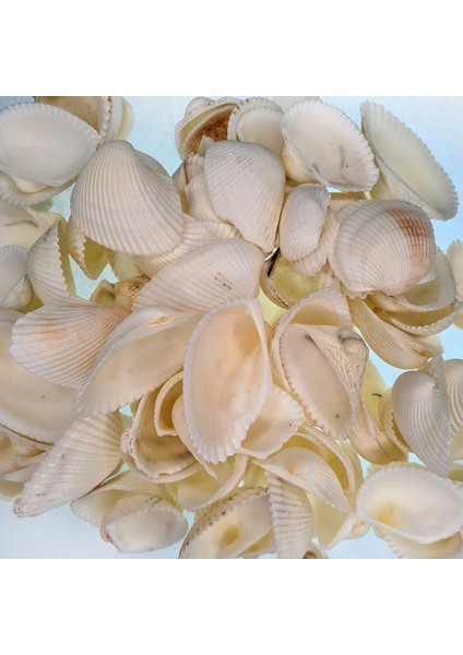 Gerçek Deniz Kabuğu 100 gr Paket Arca Arca