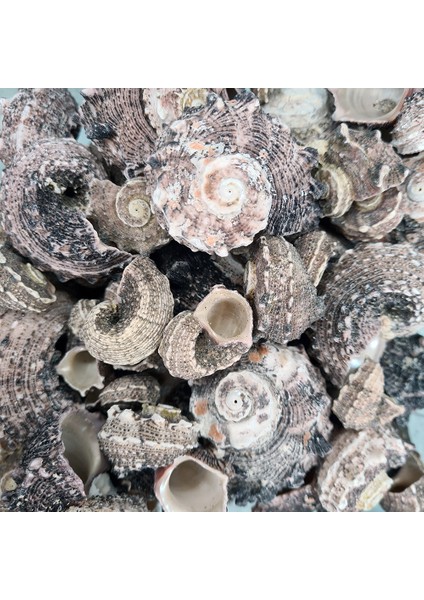 Gerçek Deniz Kabuğu 100 gr Paket Angarıa Delpenola