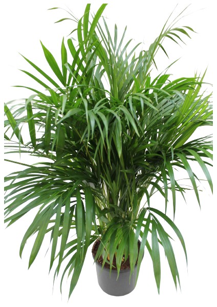 Areka Palmiyesi - Areca Dypsis Lutescens Palm - Kelebek Palmiyesi - Salon Palmiyesi 100-140CM Ithal