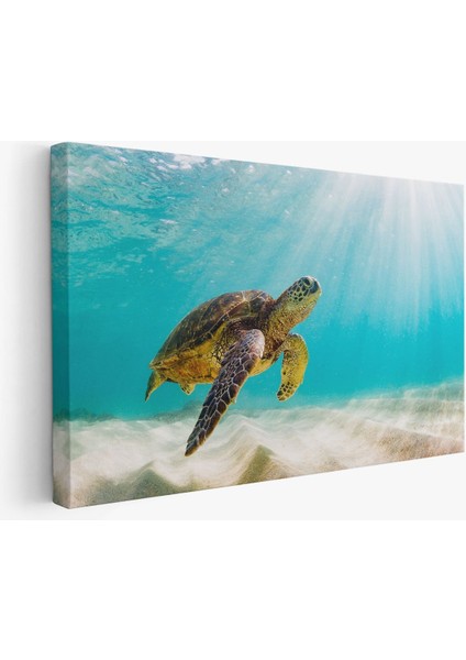 Deniz Kaplunbağası Dekoratif Kanvas Duvar Tablosu fiyatları