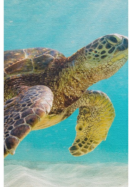 Deniz Kaplunbağası Dekoratif Kanvas Duvar Tablosu modelleri