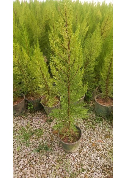 Limoni Servi 5 Adet 50-70 cm - Limon Çamı