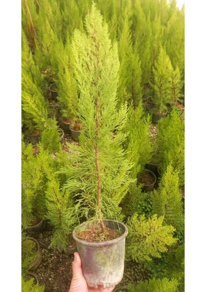 Limoni Servi 5 Adet 50-70 cm - Limon Çamı