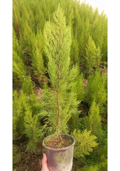 Limoni Servi 10 Adet 50-70 cm - Limon Çamı
