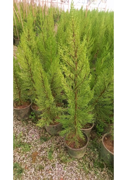 Limoni Servi 10 Adet 50-70 cm - Limon Çamı