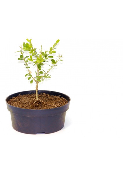 Bonsai Buxus Şimşir - Hediyelik 4 Yaşında