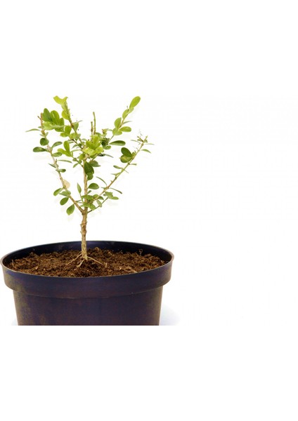 Bonsai Buxus Şimşir - Hediyelik 4 Yaşında