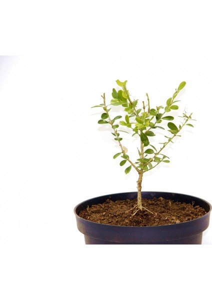 Bonsai Buxus Şimşir - Hediyelik 4 Yaşında