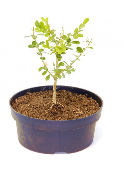 Bonsai Buxus Şimşir - Hediyelik 4 Yaşında