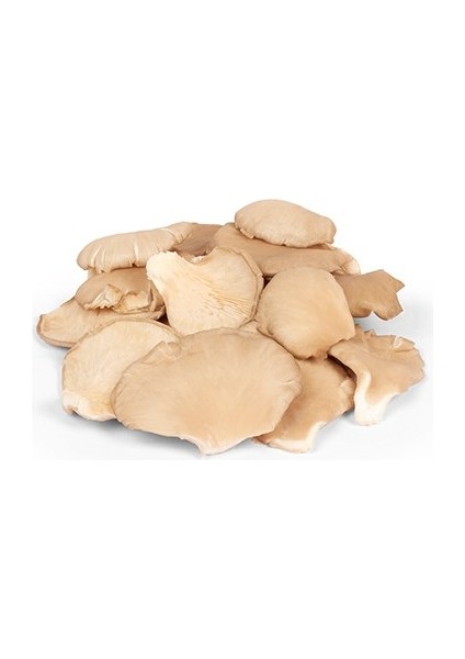 Istiridye Mantarı Paket (300 G)