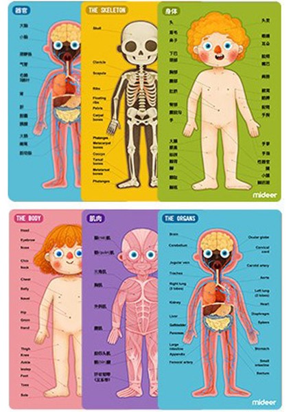Çocuklar Için Mıknatıs Vücut Yapısal Tanıma Bulmaca Manyetik 3D Bulmacalar Eğitici Oyuncak (Yurt Dışından)