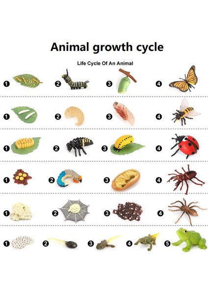 Montessori Simülasyon Yaşam Döngüsü Büyüme Eğitici Oyuncak Hayvan Plastik Modeli (Yurt Dışından)