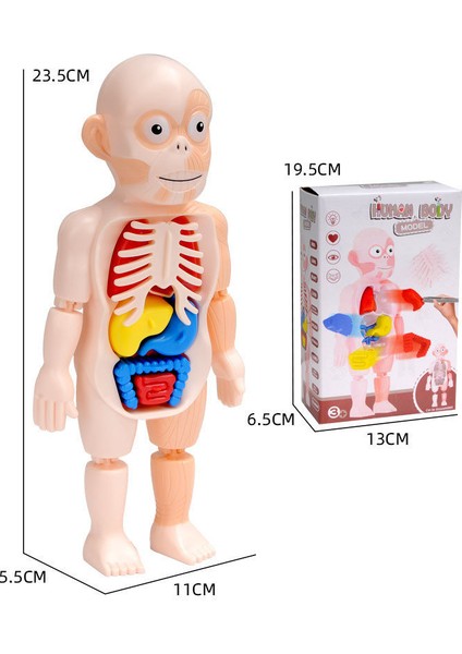 3D Insan Vücudu Modeli Çıkarılabilir Gövde Anatomisi Modeli Organ Montajlı Meşgul Oyuncaklar (Yurt Dışından)