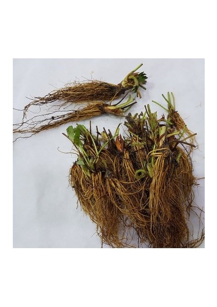 120 Adet Monterey Çilek Fidanı Firigo Fidan fiyatları