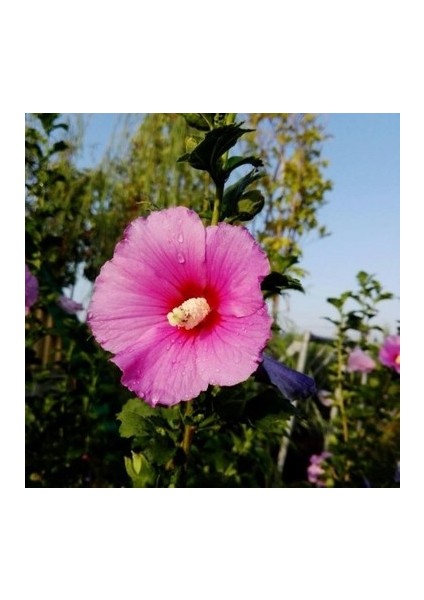 2 Adet Gül Hatmi Fidanı Tüpü 40 50 cm Boy Pempe Renk