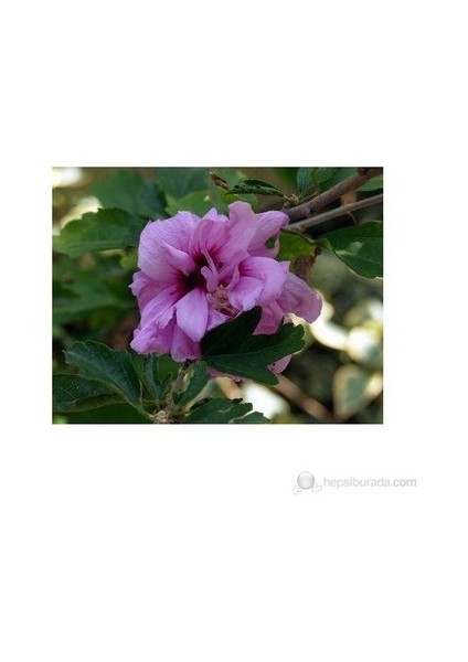 2 Adet Pempe Renk ( Gül Hatmi ) Fidanı Tüplü 40 50 cm Boy