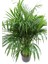 Areka Palmiyesi - Areca Dypsis Lutescens Palm - Kelebek Palmiyesi - Salon Palmiyesi 100-140CM Ithal 2