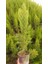 Limoni Servi 5 Adet 50-70 cm - Limon Çamı 1